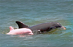 В американском озере появился уникальный розовый дельфин