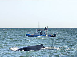 «На экскурсию» в Нью-Йорк заплыл огромный кит
