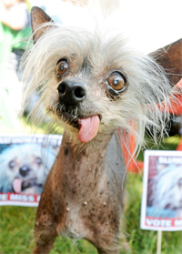 Названы победители конкурса самых уродливых собак