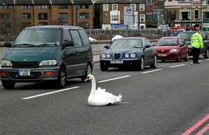 Лебедь парализовал движение на мосту через Темзу