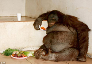 У орангутана обнаружили ожирение из-за любви к фастфуду