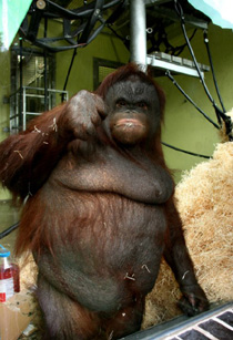 У орангутана обнаружили ожирение из-за любви к фастфуду