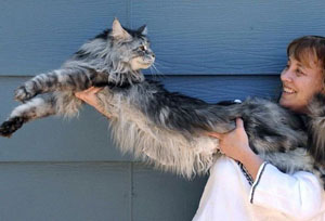 123-сантиметровый кот-рекордсмен Стьюи