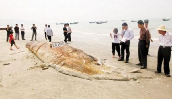 17-метрового морского монстра выбросило на побережье в Китае