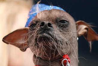 победитель конкурса самых уродливых собак в мире Магли