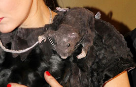 Рената Литвинова шокировала платьем с крысами