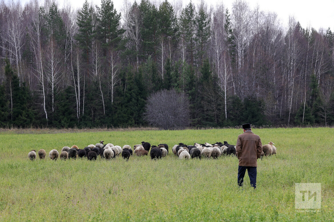 Перешли на электронных пастухов»: как в деревнях Татарстана решают проблему  выпаса скота
