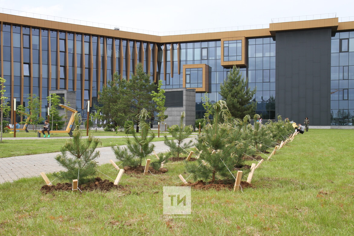 посадка деревьев