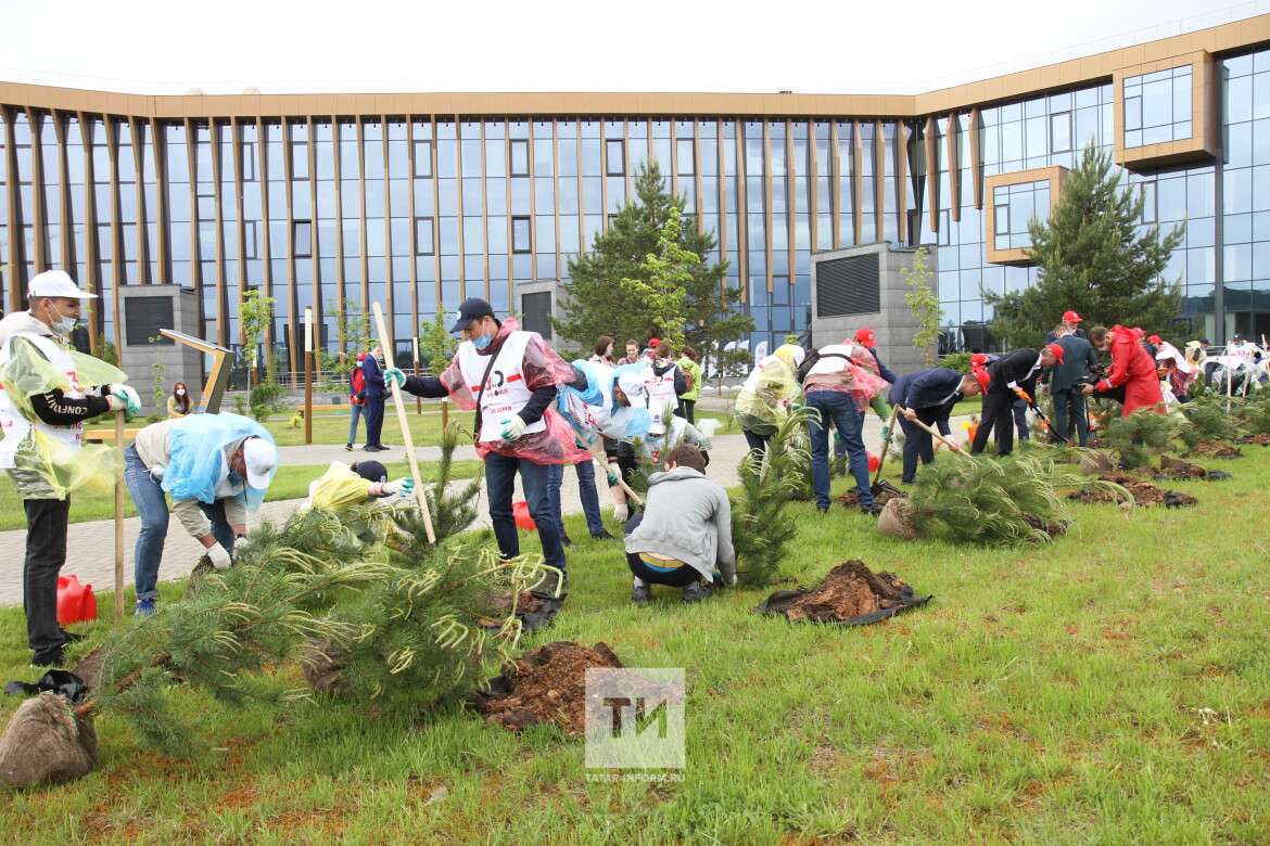 посадка деревьев 