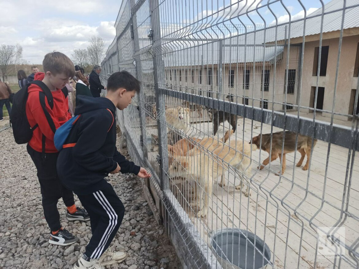 приют для собак