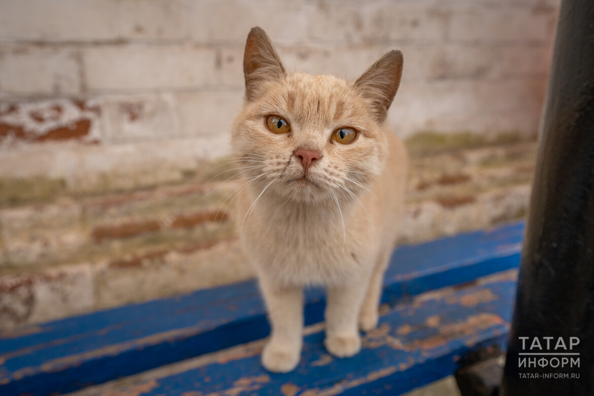 Судьба Кота казанского»: зарабатываем на бренде, пока городские коты  умирают по подвалам