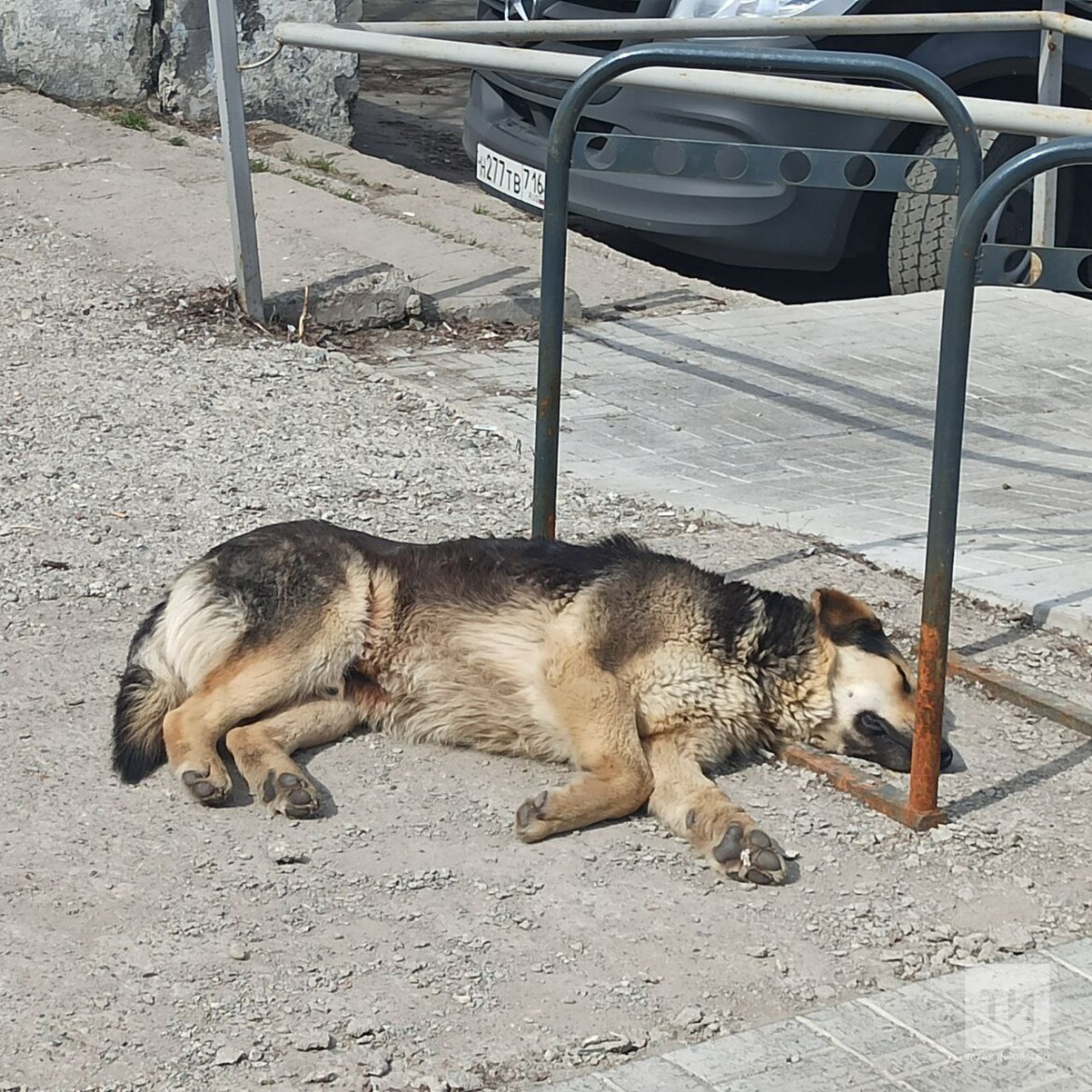 бездомные собаки