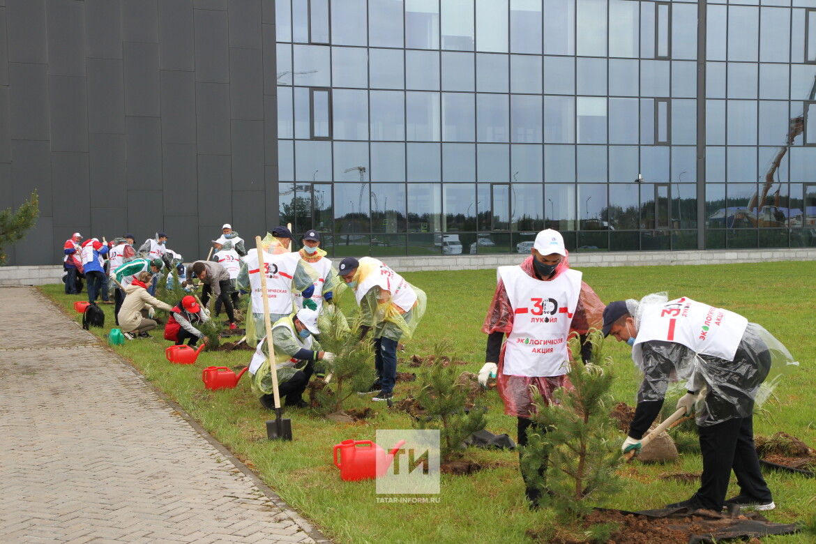 посадка деревьев