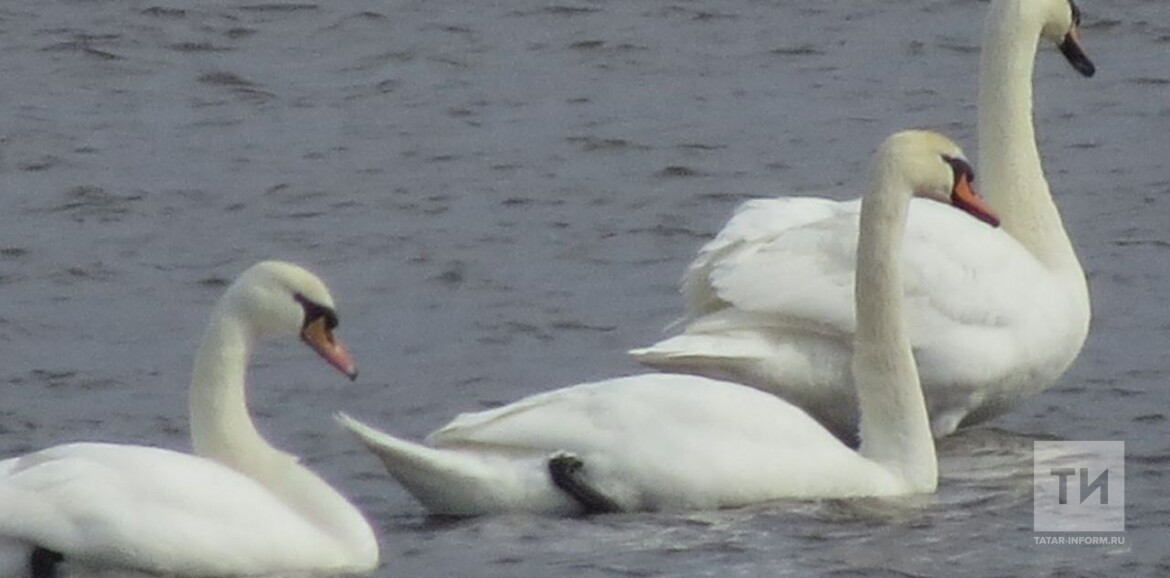лебеди-шипуны