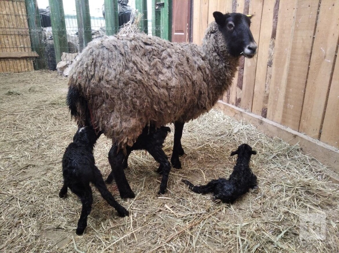 ягнята в казанском зооботсаде