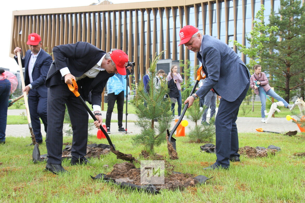 посадка деревьев 