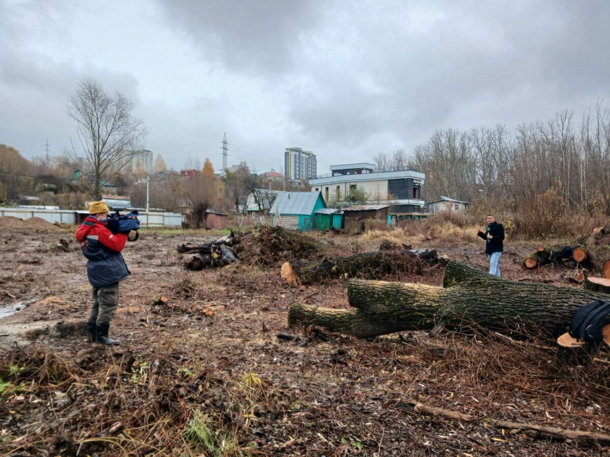 вырубка деревьев
