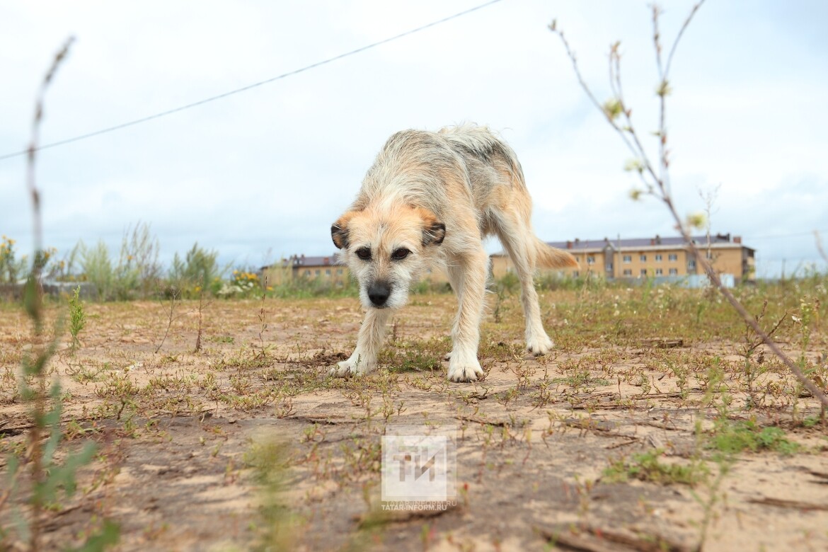 бездомный пес