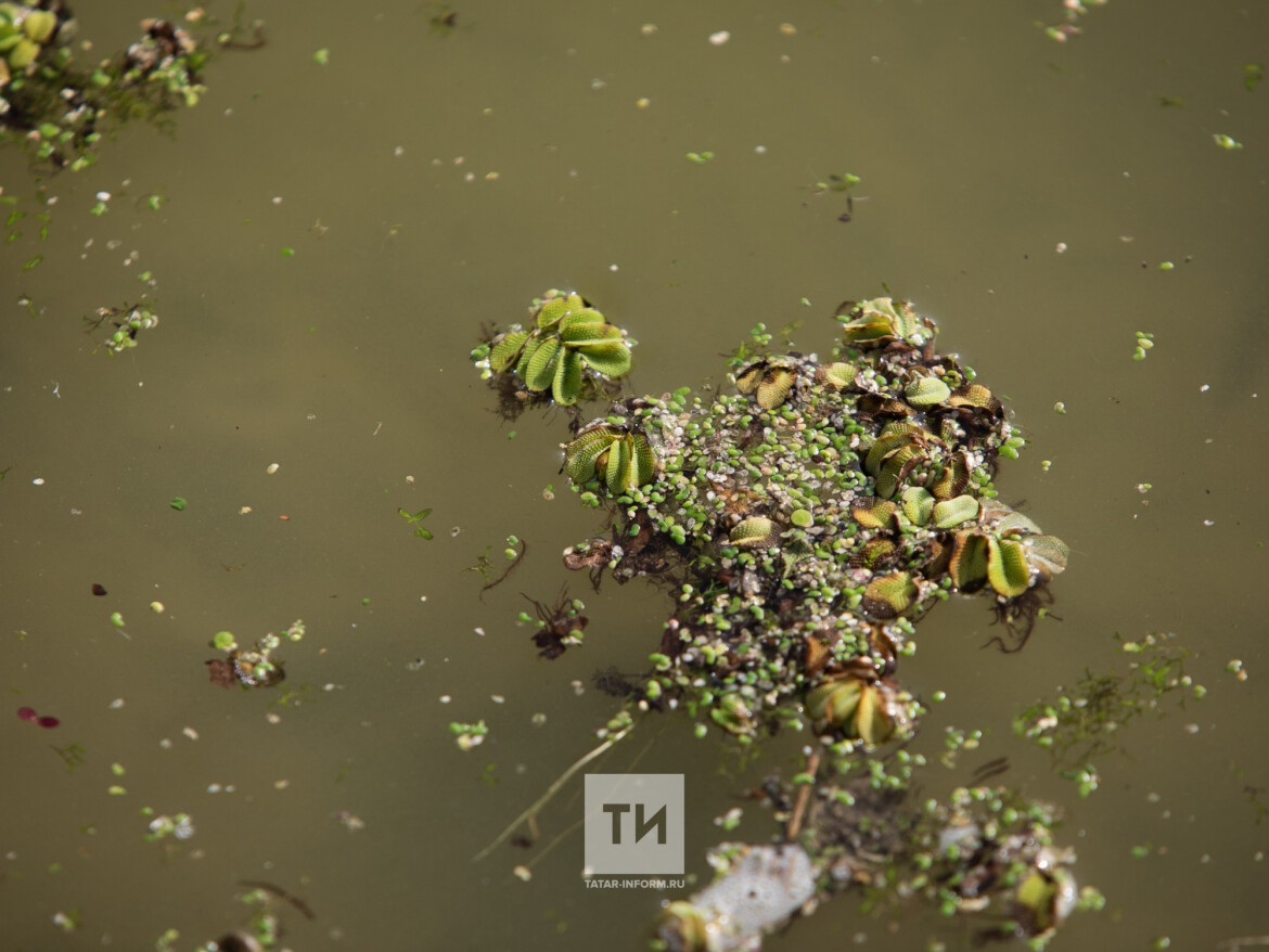 краснокнижная сальвиния