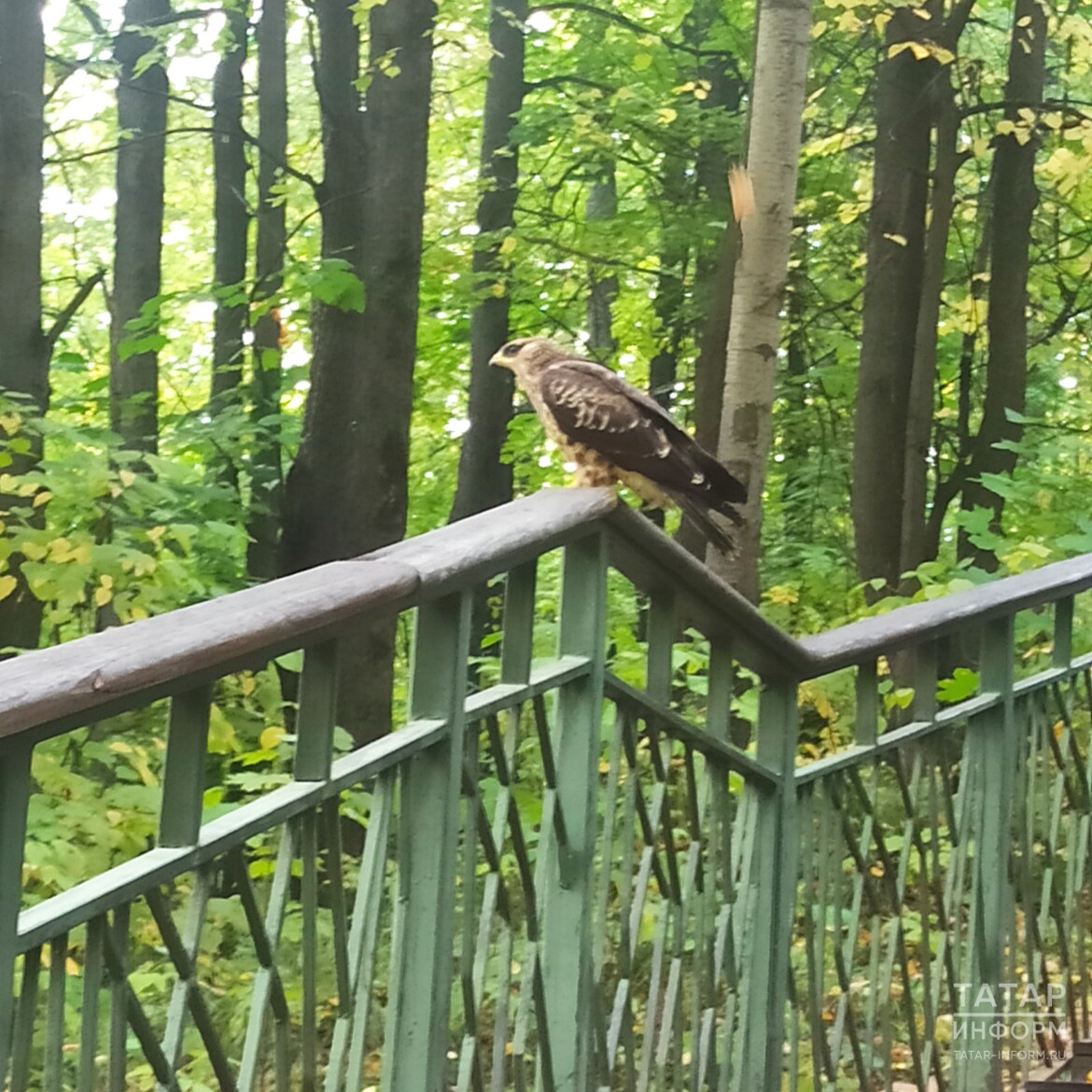 Птенец хищной птицы в казанском парке 