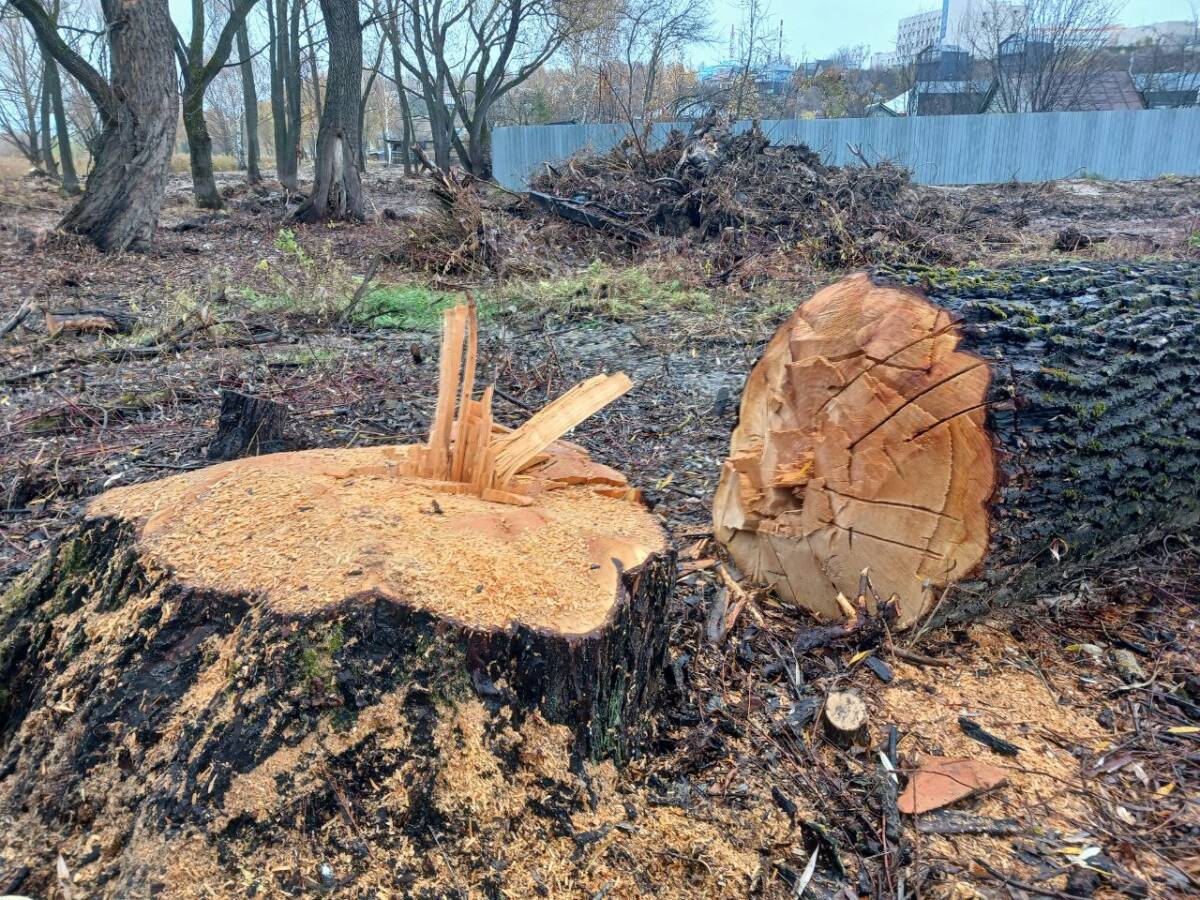 вырубка деревьев 