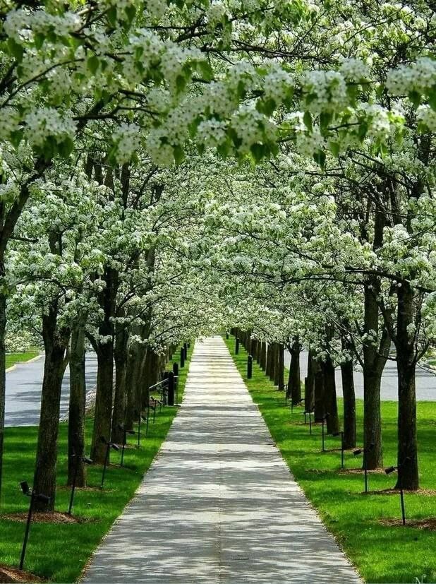 В Челнах появится яблоневая аллея вдоль новой дороги