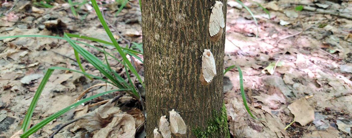 «Теплые зимы – повод для беспокойства»: лесам Татарстана угрожают прожорливые гусеницы