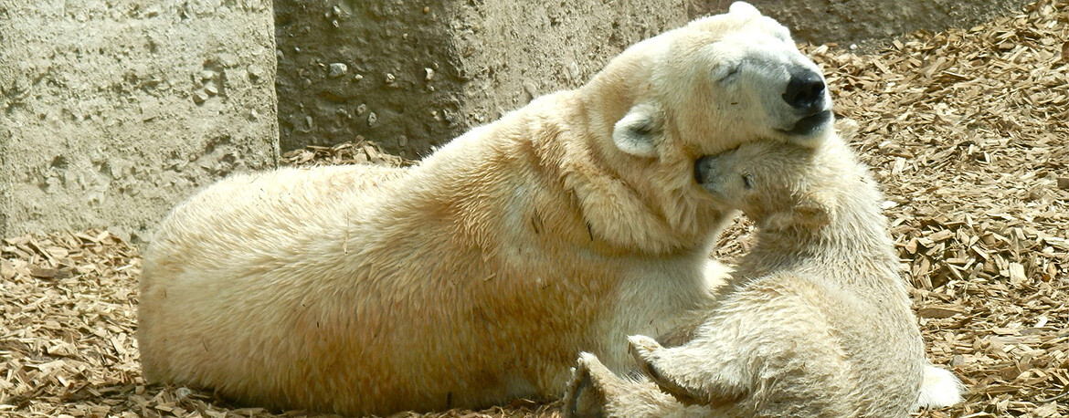 Умка с озера Кабан: наши белые медведи завоевывают зоопарки мира