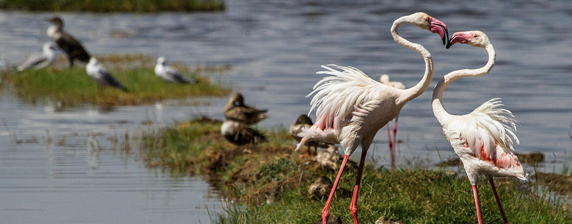 «Смотрю: летит птица-крест»: где можно встретить розовых фламинго в Татарстане