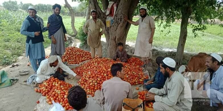 Татарские фермеры Афганистана готовы поставлять продукцию в Татарстан и регионы России