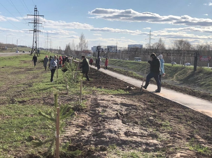 Для создания «зеленого коридора» от Менделеевска в сторону Челнов высажено 400 сосен