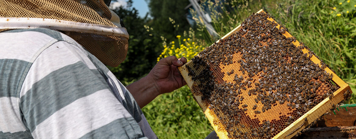 «Очень распространенная в России проблема»: в Татарстане зафиксирован массовый мор пчел