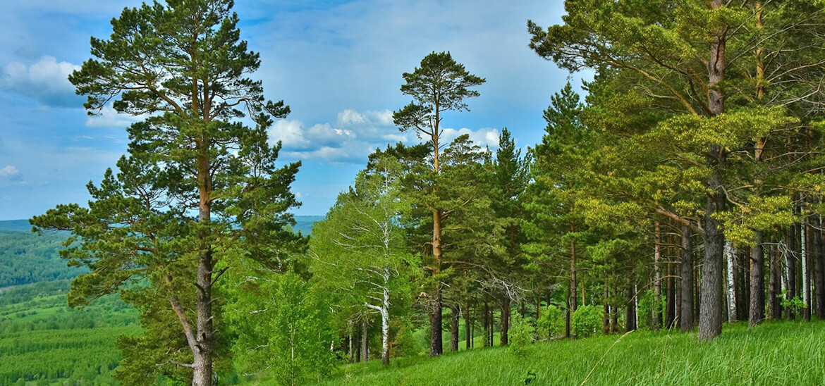 Углеродный след скроют леса: «Татнефть» планирует открыть в Татарстане карбоновые фермы