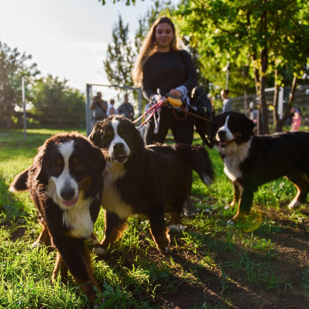 Кинологи проведут в казанских парках занятия по воспитанию и дрессировке собак