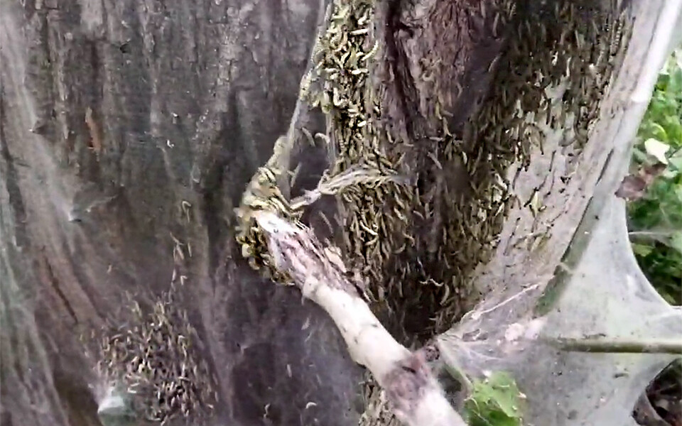 «Мохнатые гнезда выглядят неприятно и устрашающе»: чем грозит нашествие гусениц в Казани