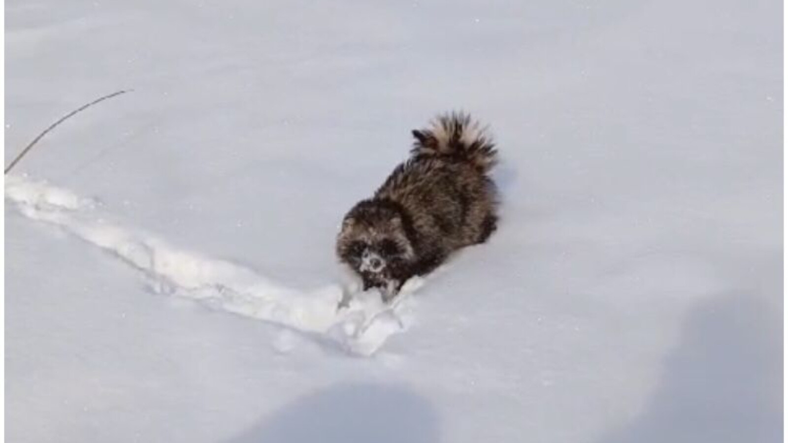 Из-за оттепели в марте в Татарстане проснулись енотовидные собаки