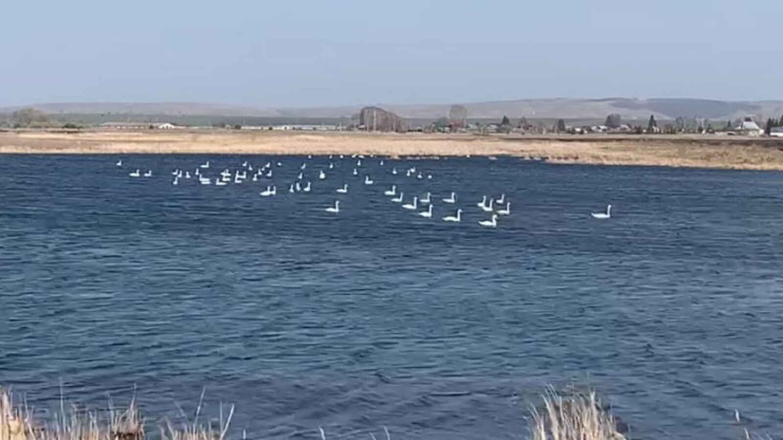 На торфяное болото Зеленодольского района прилетело около 60 лебедей