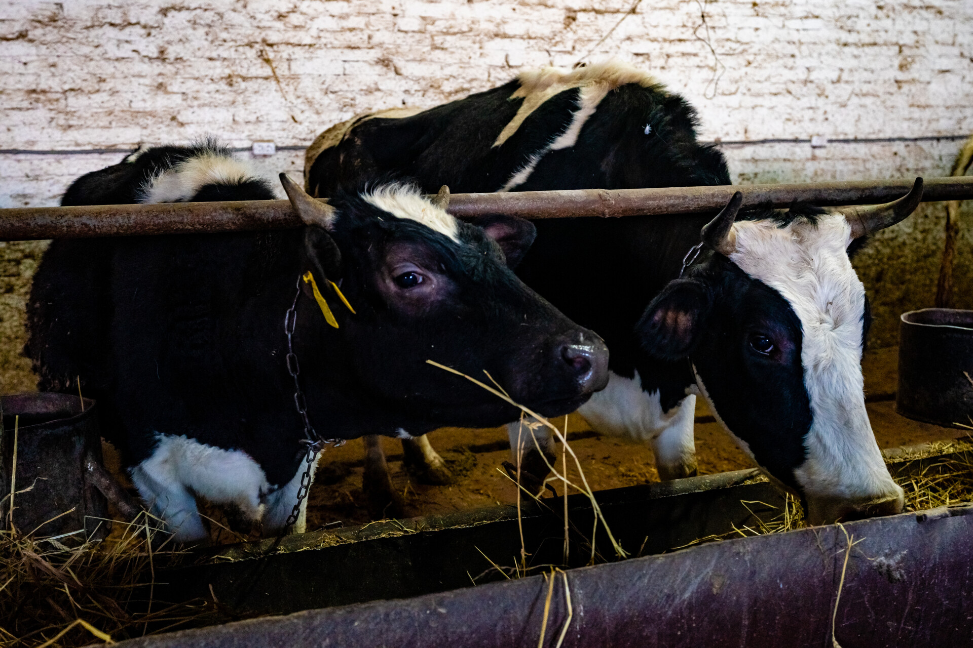 В Татарстане опять сократилось поголовье крупного рогатого скота