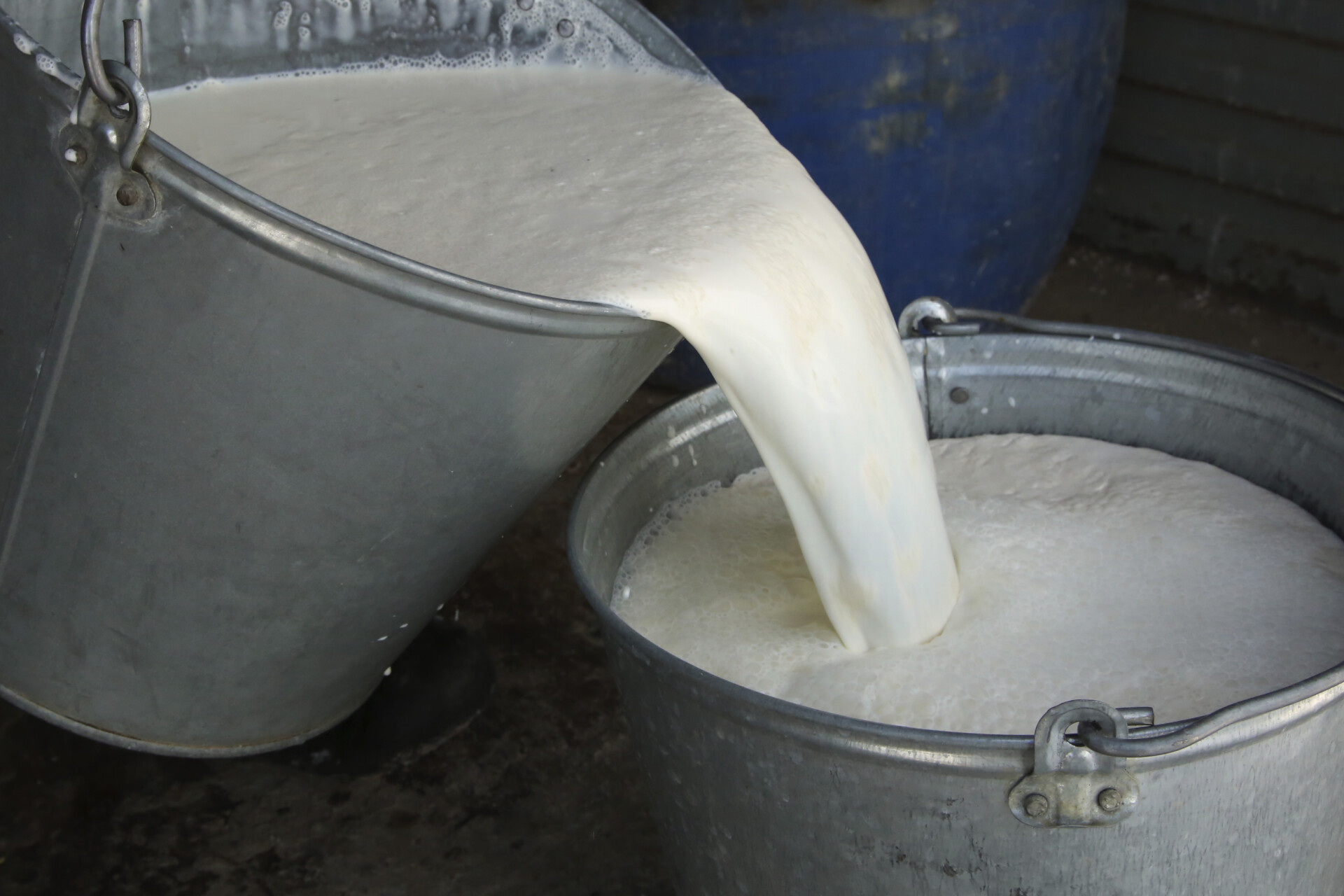 Производство молока в Татарстане увеличилось на 5,9%