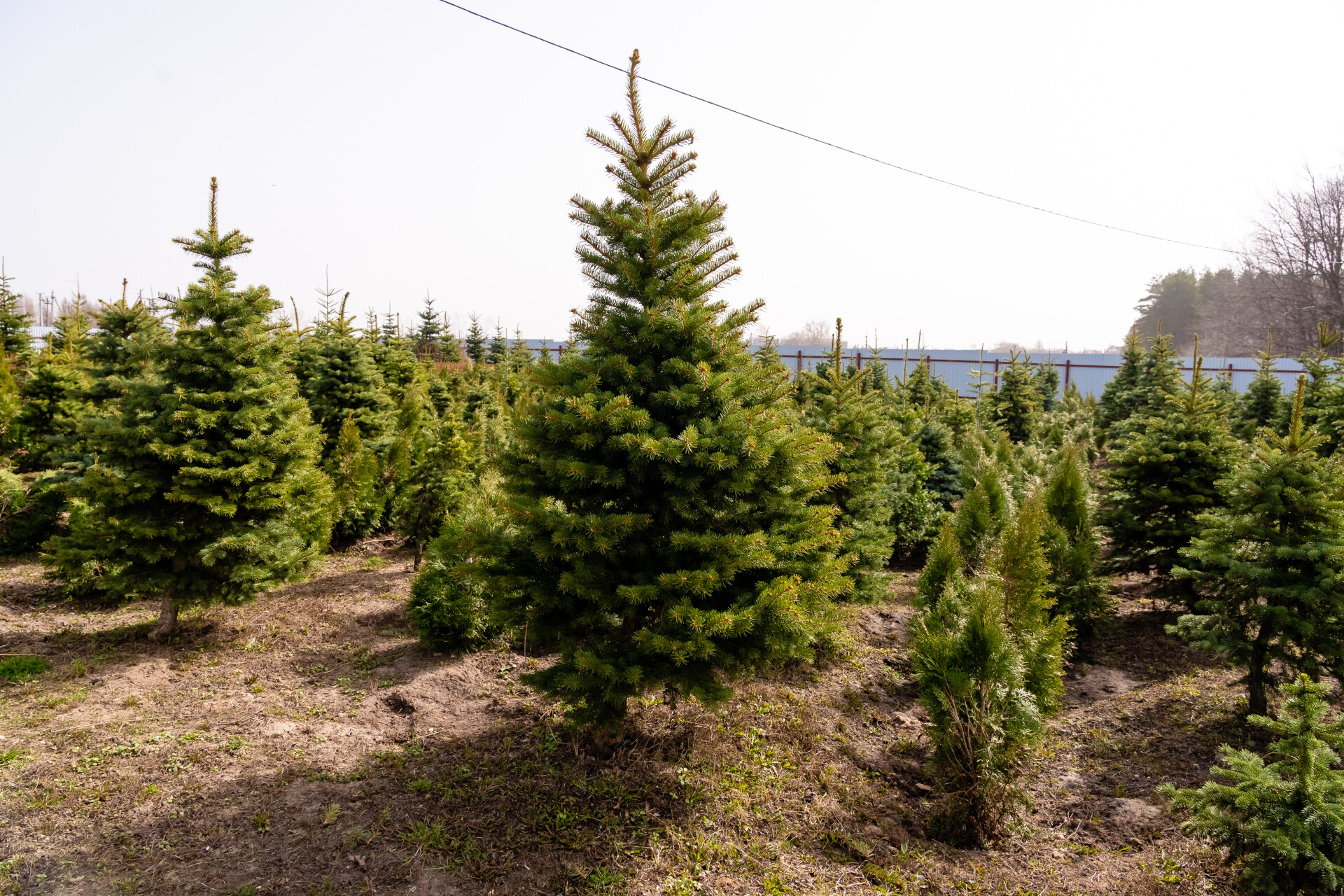 В Татарстане более чем на 400 тыс. га проведут государственную инвентаризацию лесов