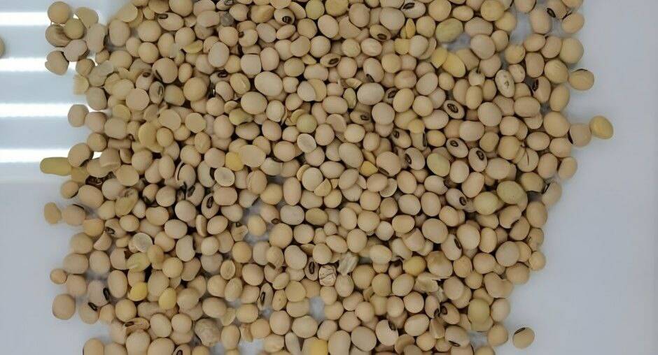 Объем исследованной татарстанскими специалистами сои вырос почти в 4 раза