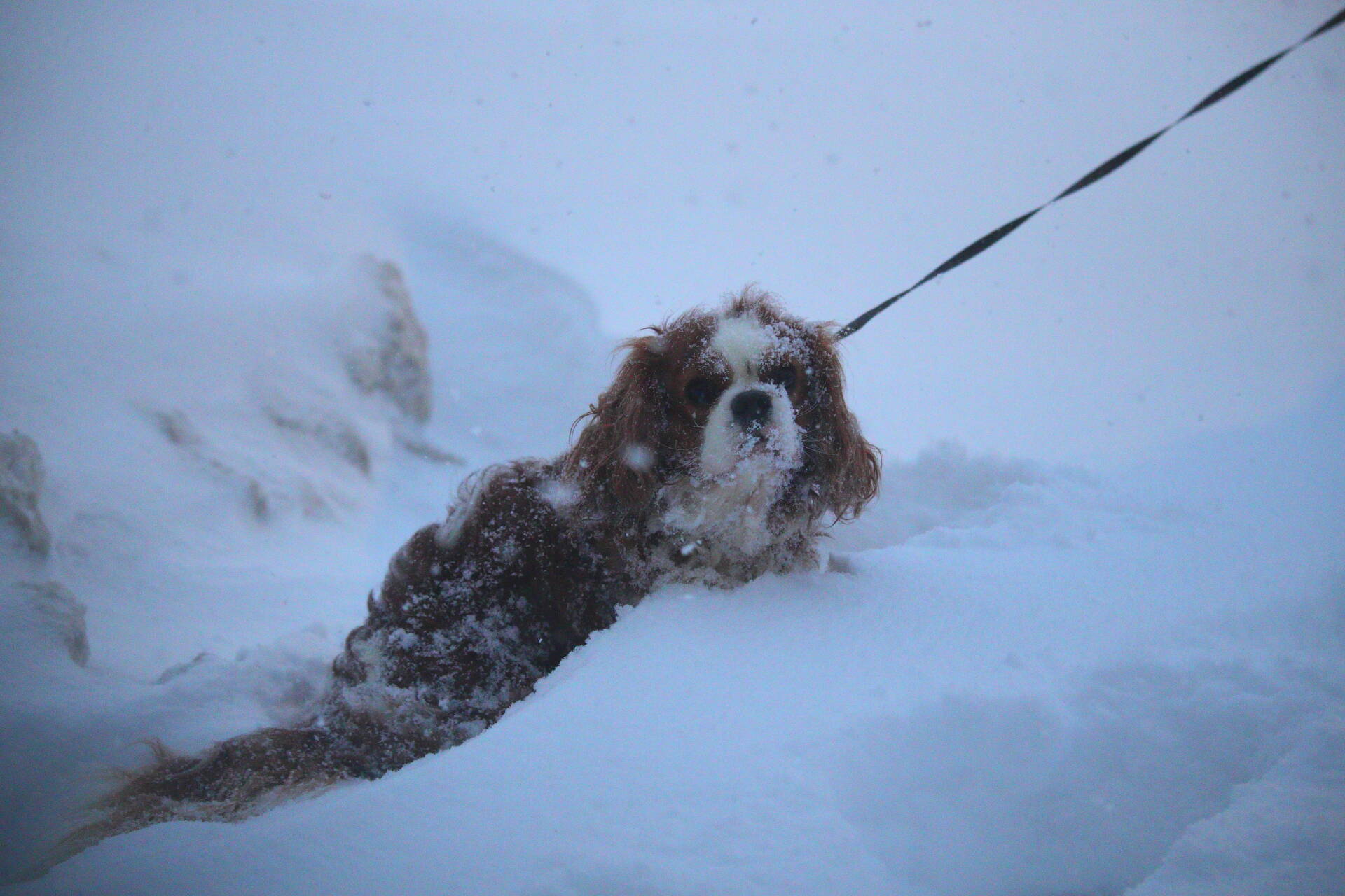 Депутат Самокиш заявил, что налог на выгул собак в России вводить не будут