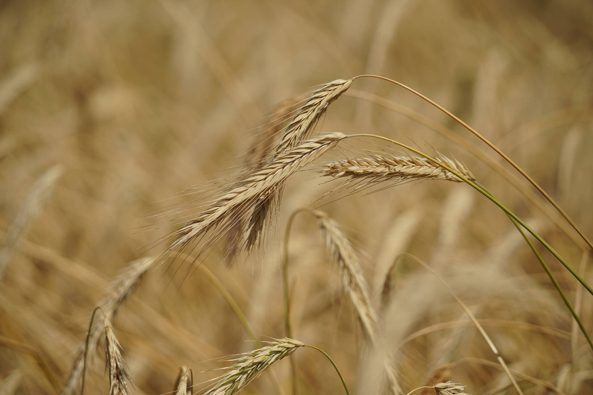 Ученые КФУ и Китая разработали препарат для повышения урожайности пшеницы