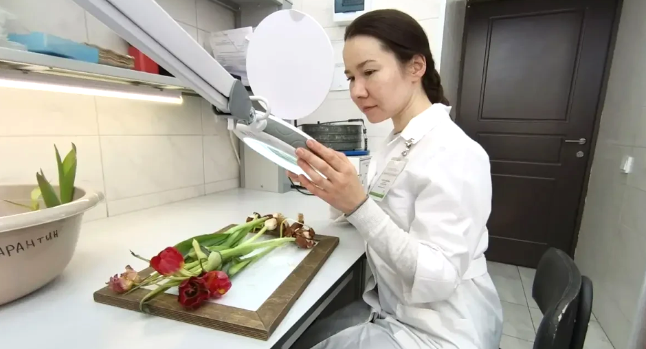 Специалисты Татарстана проверили партию тюльпанов на фитосанитарное соответствие