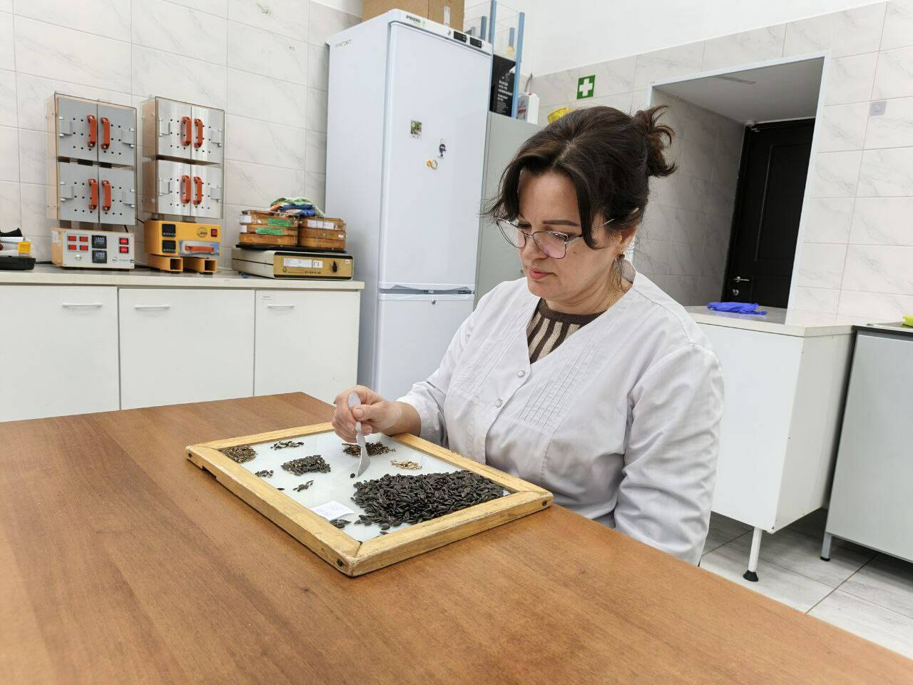 Партии подсолнечника, не соответствующего стандартам качества, выявили в Татарстане