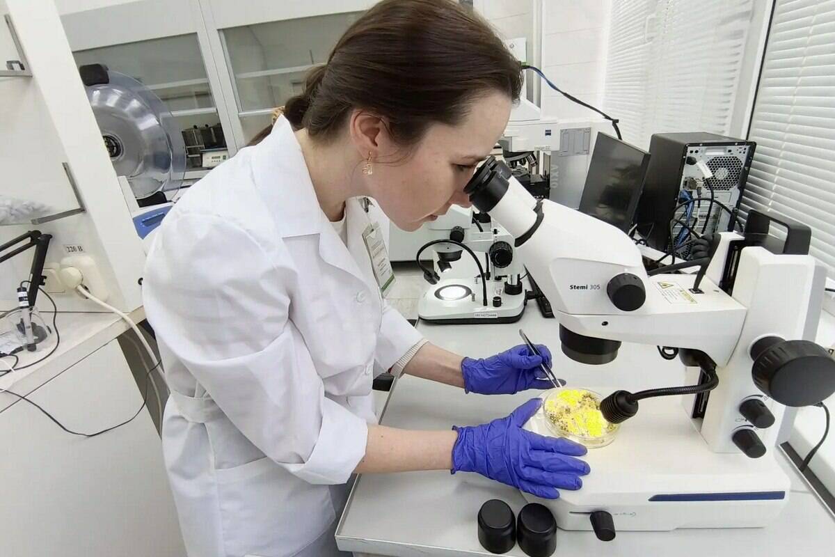 В РТ подтвердили фитосанитарную безопасность партии цветков бессмертника песчаного