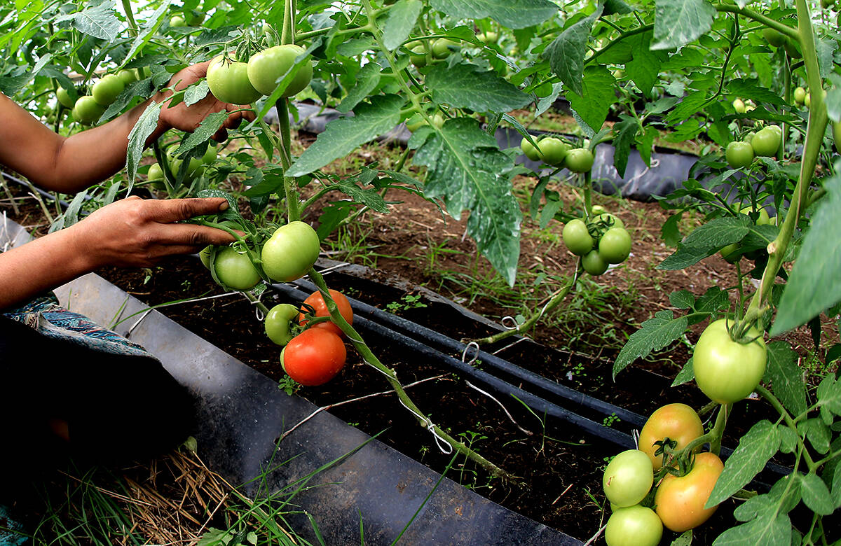 Садовод Лилия Муртазина: «Чтобы помидор не болел, сейте его в землю из-под крапивы»