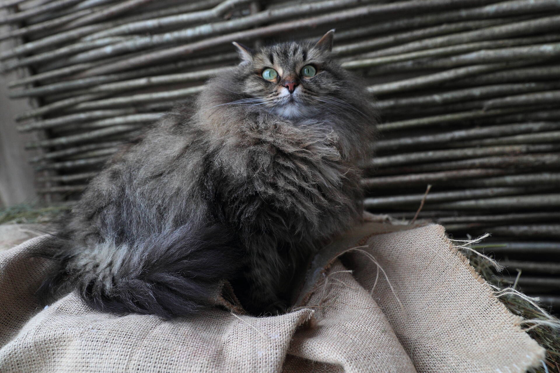 Ветеринар: Чтобы изменить поведение кота, надо изучить его действия