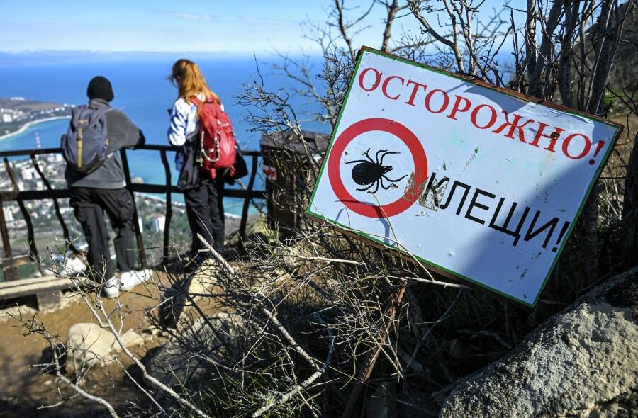 «Заболеваемость может вырасти»: врачи о ситуации с мышиной лихорадкой и клещами в РТ