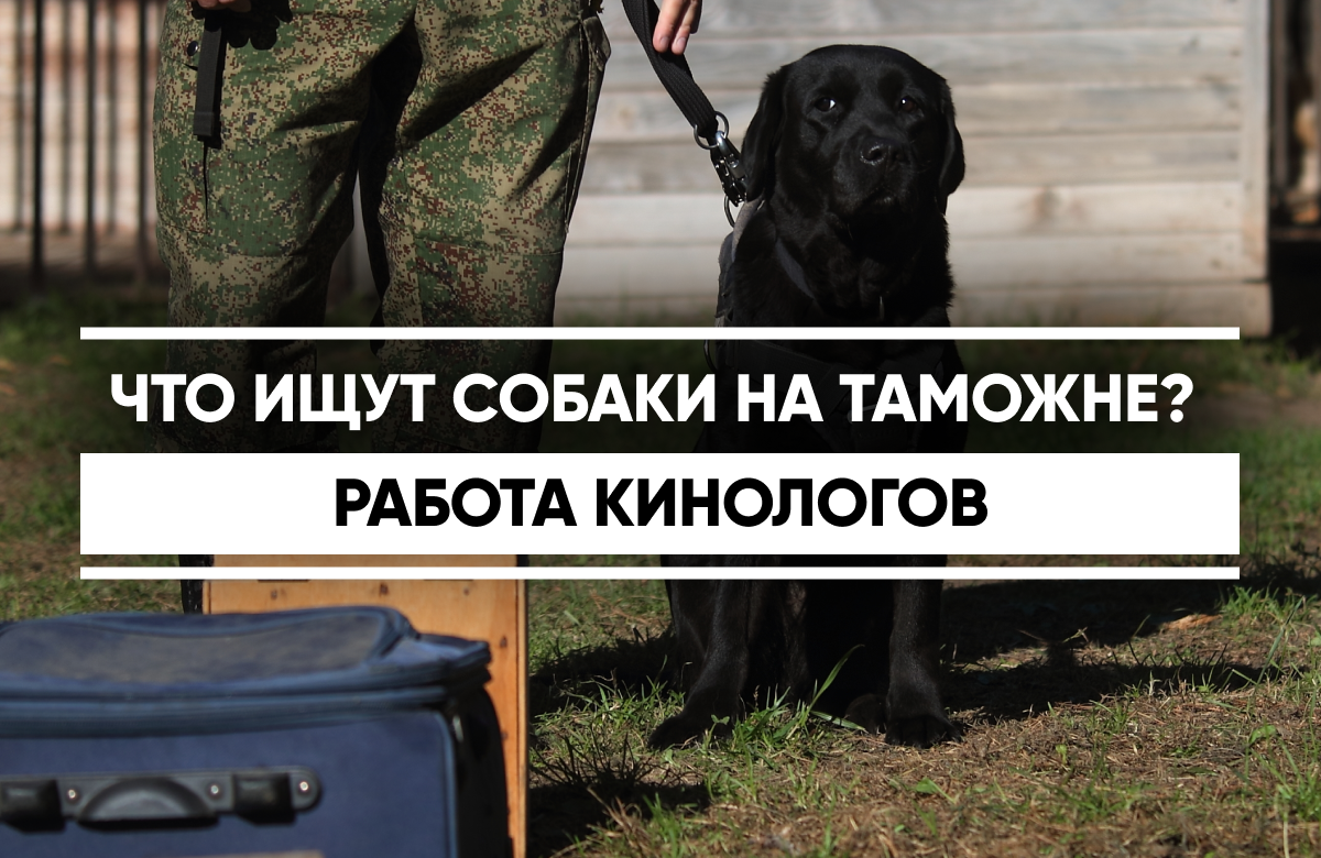 Что ищут собаки на таможне? Работа кинологов